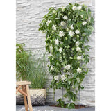 Clematis (Clematita) Snow Queen, planta cataratoare cu flori spectaculoase albe mari, inflorire abundenta primavara-vara