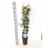 Clematis Avalanche, vesnic verde, flori albe parfumate, planta cataratoare cu inflorire timpurie