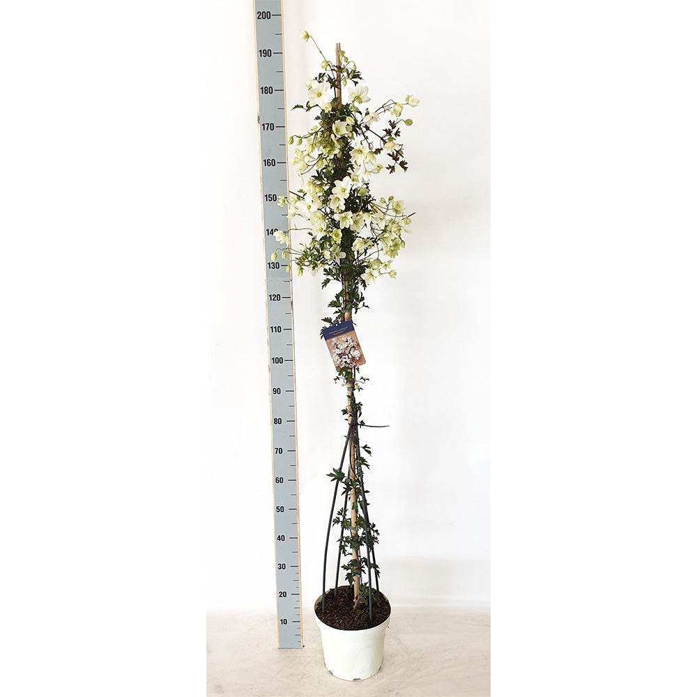 Clematis Avalanche, vesnic verde, flori albe parfumate, planta cataratoare cu inflorire timpurie