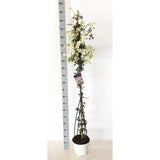 Clematis Avalanche, vesnic verde, flori albe parfumate, planta cataratoare cu inflorire timpurie