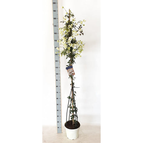 Clematis Avalanche, vesnic verde, flori albe parfumate, planta cataratoare cu inflorire timpurie