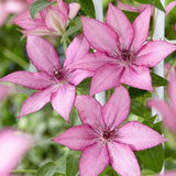 Clematis (Clematita) Giselle, planta cataratoare cu flori duble spectaculoase roz-magenta catifelate, inflorire abundenta vara