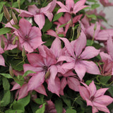 Clematis (Clematita) Giselle, planta cataratoare cu flori duble spectaculoase roz-magenta catifelate, inflorire abundenta vara