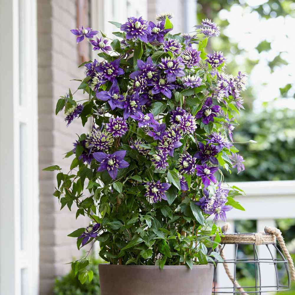 Clematis (Clematita) Taiga, planta cataratoare cu flori duble spectaculoase violet inchis cu petale franjurate, inflorire abundenta vara