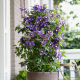 Clematis (Clematita) Taiga, planta cataratoare cu flori duble spectaculoase violet inchis cu petale franjurate, inflorire abundenta vara