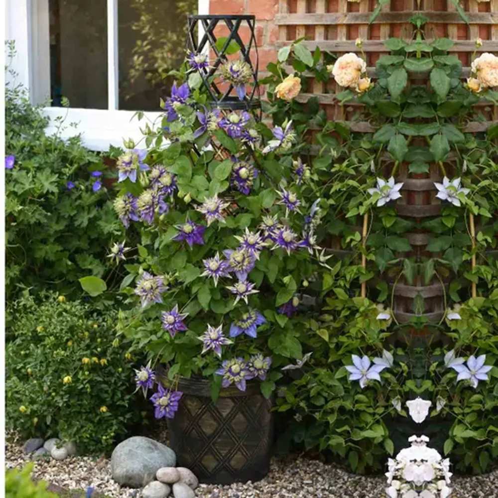 Clematis (Clematita) Taiga, planta cataratoare cu flori duble spectaculoase violet inchis cu petale franjurate, inflorire abundenta vara