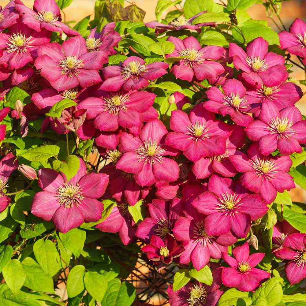 Clematis (Clematita) Ville de Lyon, planta cataratoare cu flori rosu intens, inflorire abundenta vara, crestere rapida