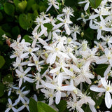 Clematis (Clematita) Snowdrift, planta cataratoare vesnic verde cu flori albe parfumate, inflorire abundenta primavara