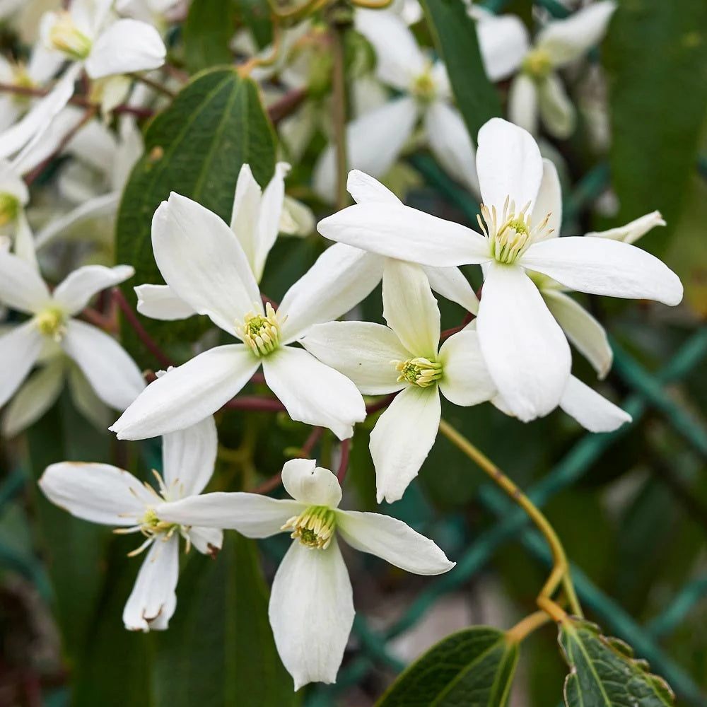 Clematis (Clematita) Snowdrift, planta cataratoare vesnic verde cu flori albe parfumate, inflorire abundenta primavara