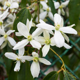 Clematis (Clematita) Snowdrift, planta cataratoare vesnic verde cu flori albe parfumate, inflorire abundenta primavara