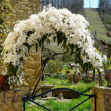 Clematis (Clematita) Snowdrift, planta cataratoare vesnic verde cu flori albe parfumate, inflorire abundenta primavara