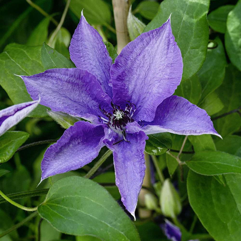 Clematis (Clematita) Clematis Lindsay Big and Easy Blue, planta cataratoare cu flori spectaculoase albastre, inflorire abundenta primavara-vara