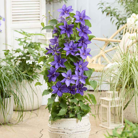 Clematis (Clematita) Clematis Lindsay Big and Easy Blue, planta cataratoare cu flori spectaculoase albastre, inflorire abundenta primavara-vara