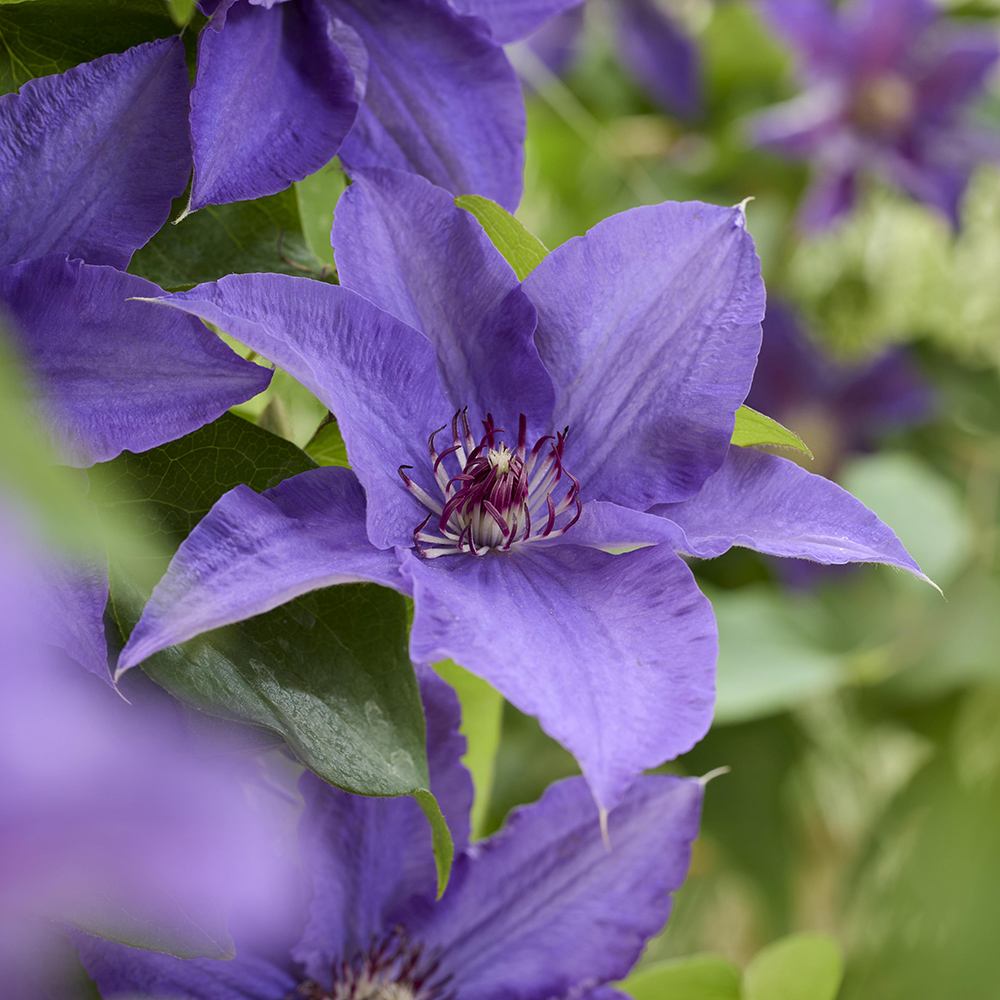 Clematis (Clematita) Clematis Lindsay Big and Easy Blue, planta cataratoare cu flori spectaculoase albastre, inflorire abundenta primavara-vara