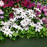 Arenaria montana planta perena taratoare, decorativa cu flori albe rezistenta la frig