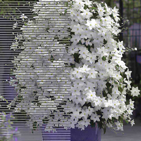 Clematis (Clematita) Snow Queen, planta cataratoare cu flori albe mari parfumate