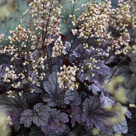 Clopotel purpuriu burgundiu (Heuchera) Blackberry, Jam acoperitor de sol - VERDENA - 25 cm inaltime, ghiveci de 1.2 l