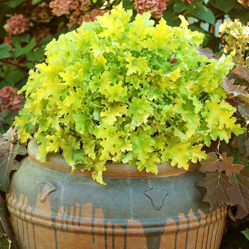 Black Friday - Reduceri Clopotel purpuriu verde-lime (Heuchera) Lime Marmalade, acoperitor de sol Promotie