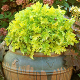 Black Friday - Reduceri Clopotel purpuriu verde-lime (Heuchera) Lime Marmalade, acoperitor de sol Promotie