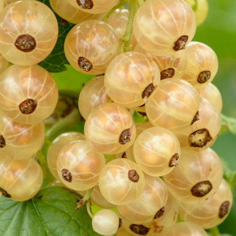Coacaz alb Werdavia (Ribes Rubrum), cu fructe dulci-acrisor aurii-alb - VERDENA-130-150 cm inaltime, livrat in ghiveci de 3 l