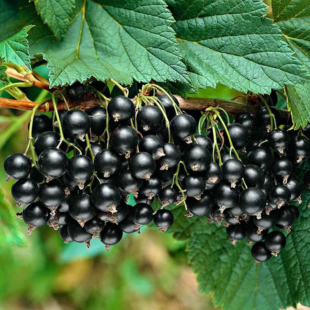 Coacaz negru Titania (Ribes), cu fructe negre dulci-acrisoare - VERDENA-60-70 cm inaltime, livrat in ghiveci de 3 l