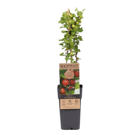 Coacaz Rosu Hinnonmaki (Ribes Rubrum), cu fructe dulci-acrisoare rosii-maro - VERDENA-130-150 cm inaltime, livrat in ghiveci de 3 l