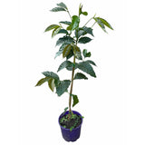 Arborele de Cafea in ghiveci, pom fructifer exotic, planta de interior, produce boabe de cafea reale
