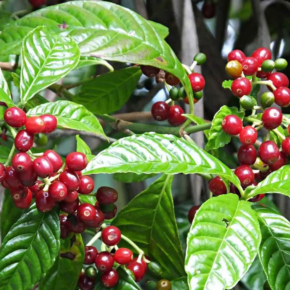 Arborele de Cafea in ghiveci, pom fructifer exotic, planta de interior, produce boabe de cafea reale