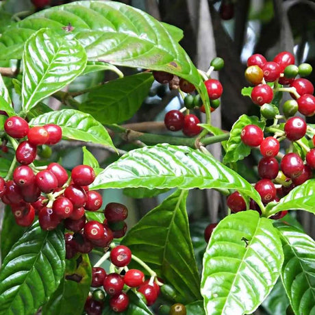 Arborele de Cafea in ghiveci, pom fructifer exotic, planta de interior, produce boabe de cafea reale