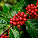 Arborele de Cafea in ghiveci, pom fructifer exotic, planta de interior, produce boabe de cafea reale
