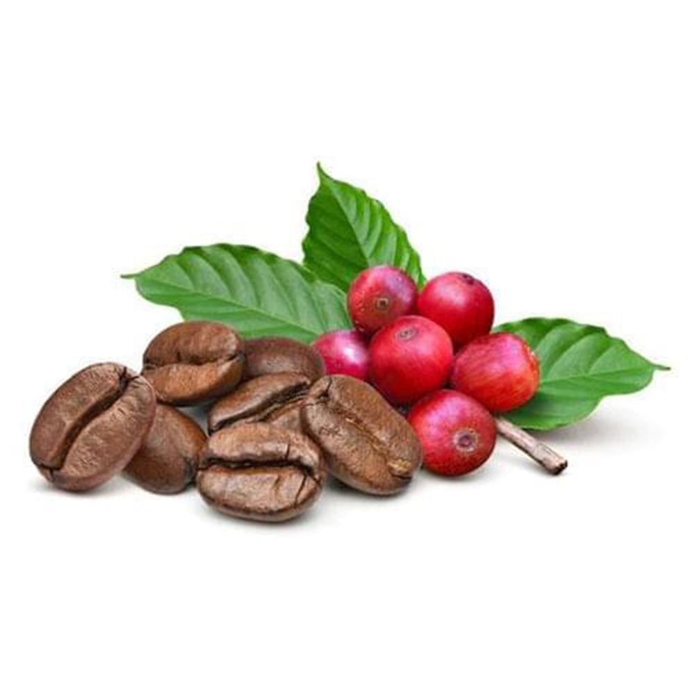 Arborele de Cafea in ghiveci, pom fructifer exotic, planta de interior, produce boabe de cafea reale