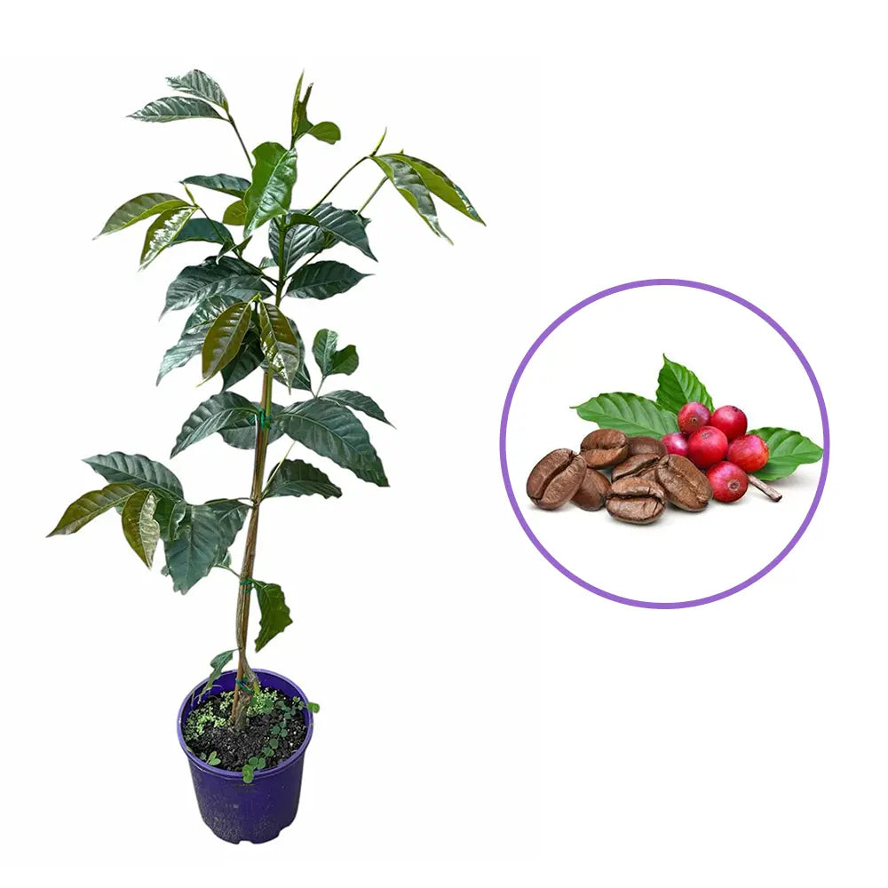 Arborele de Cafea in ghiveci, pom fructifer exotic, planta de interior, produce boabe de cafea reale