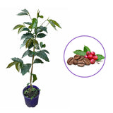 Arborele de Cafea in ghiveci, pom fructifer exotic, planta de interior, produce boabe de cafea reale