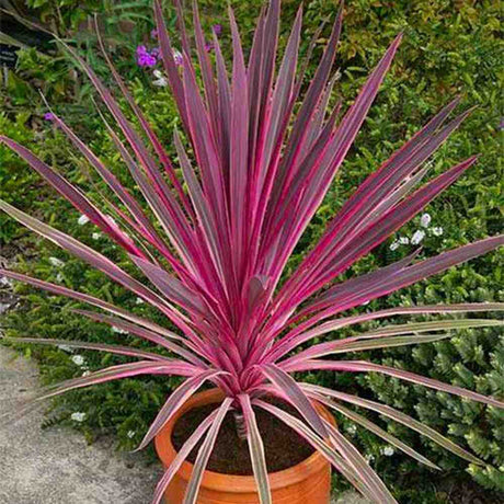 Cordyline Pink Passion, planta decorativa exotica cu frunze roz intens