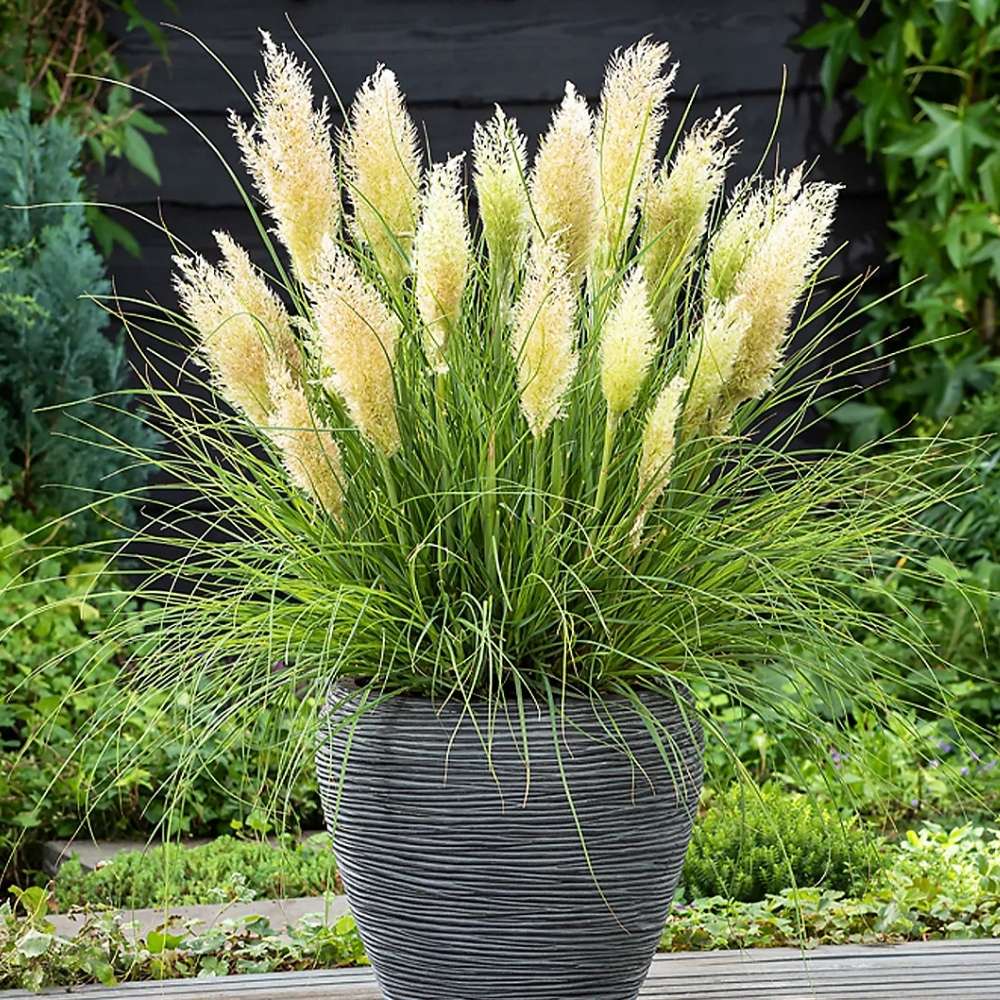 Iarba de Pampas Pitica (Cortaderia Tiny), iarba decorativa compacta cu spice argintii rezistenta la ger