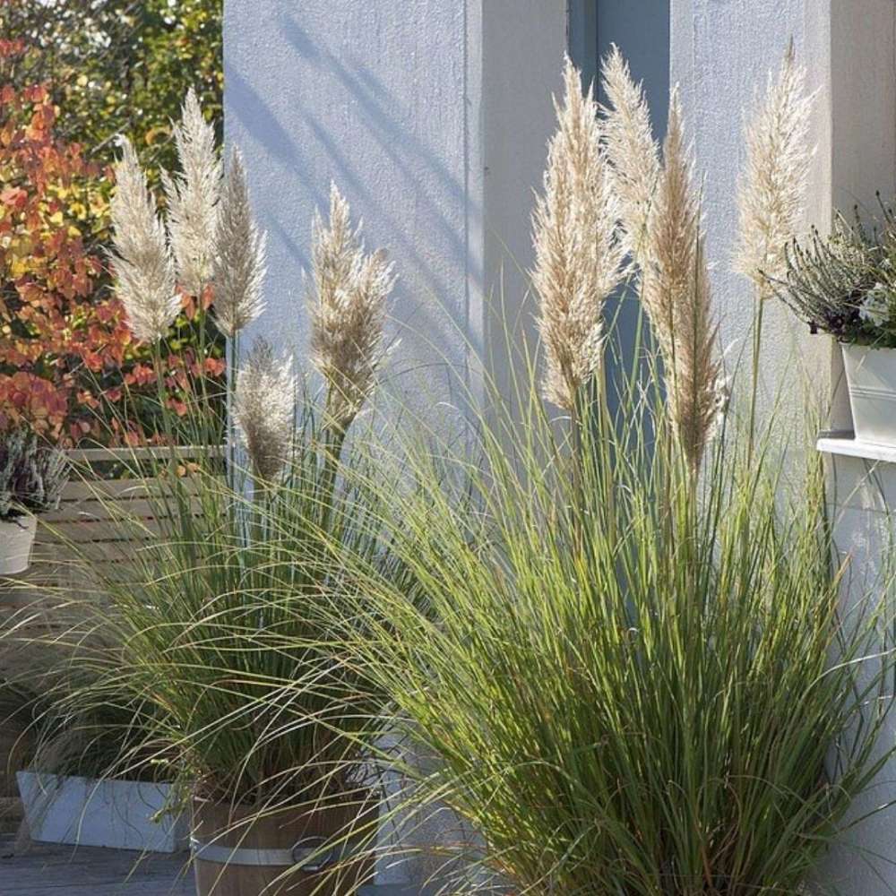 Iarba de Pampas Pitica (Cortaderia Tiny), iarba decorativa compacta cu spice argintii rezistenta la ger