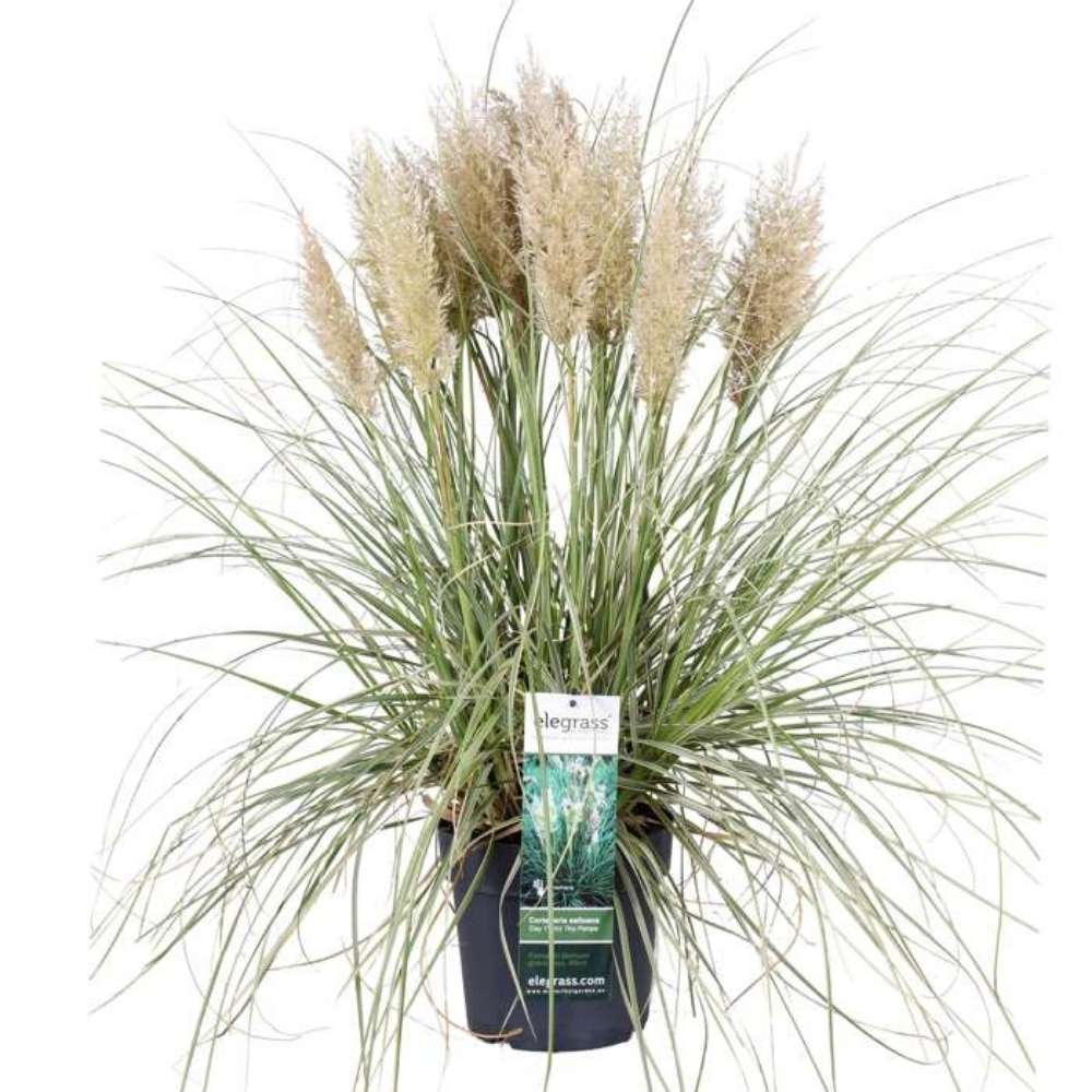 Iarba de Pampas Pitica (Cortaderia Tiny), iarba decorativa compacta cu spice argintii rezistenta la ger