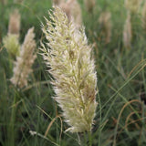 Iarba de Pampas Pitica (Cortaderia Tiny), iarba decorativa compacta cu spice argintii rezistenta la ger