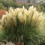 Iarba de Pampas Pitica (Cortaderia Tiny), iarba decorativa compacta cu spice argintii rezistenta la ger