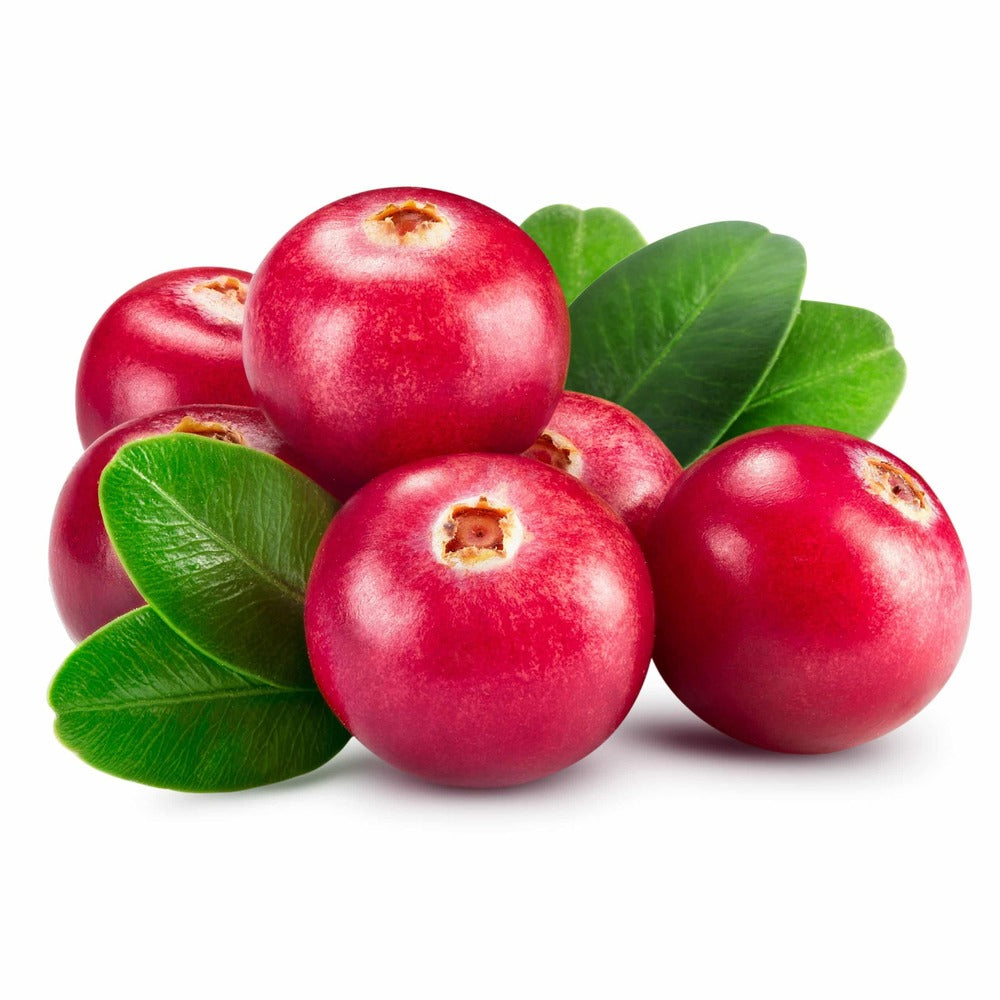 Merisor de Padure Miss Cherry (Vaccinium vitis-idaea), arbust cu fructe rosii mici, gust acrisor-amarui