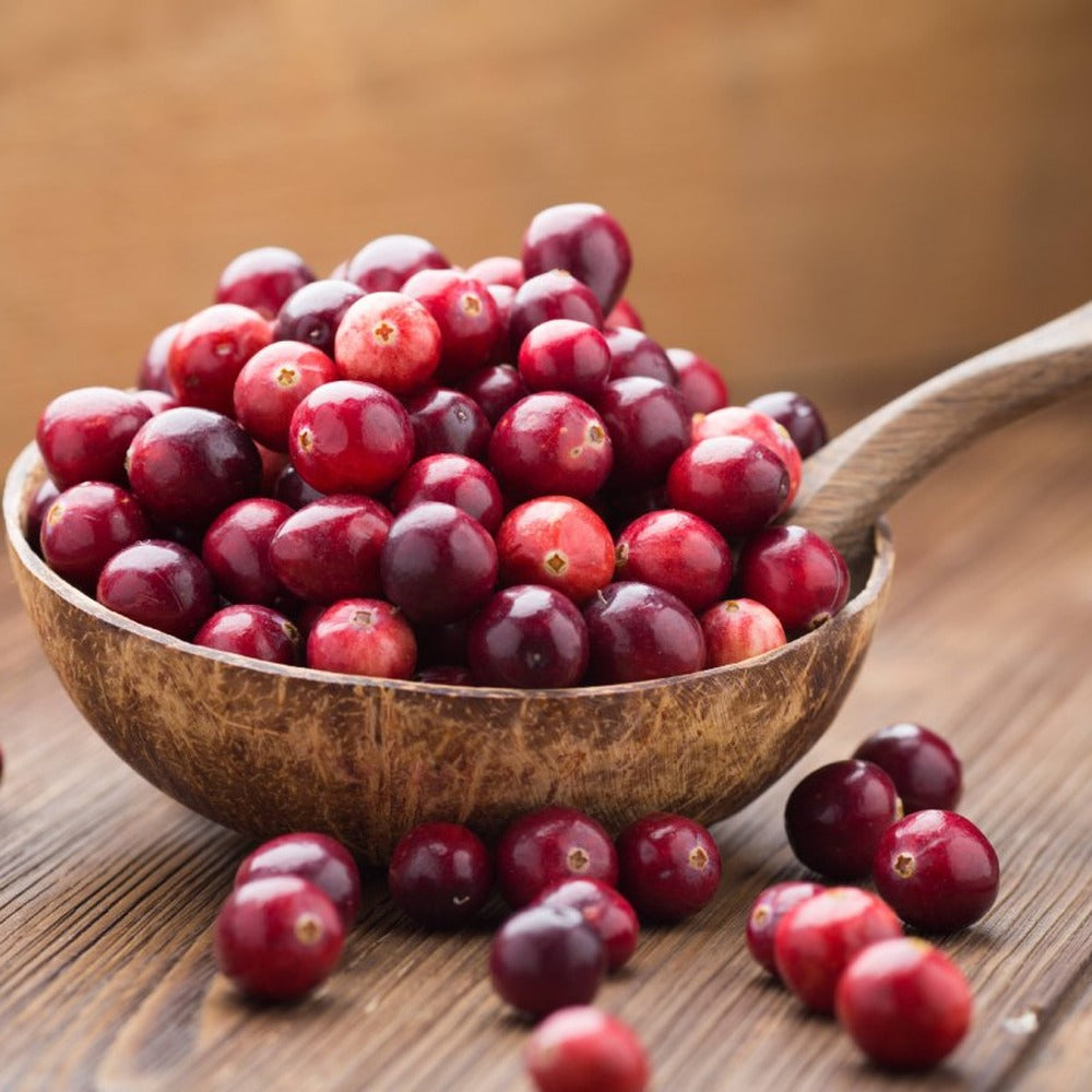Merisor de Padure Miss Cherry (Vaccinium vitis-idaea), arbust cu fructe rosii mici, gust acrisor-amarui