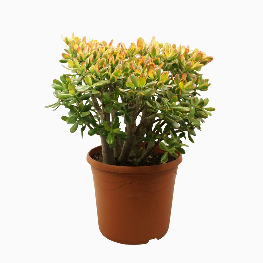 Arbore de Jad Norocos (Crassula ovata) Sunset, planta suculenta colorata, decorativ, usor de ingrijit, 80 cm