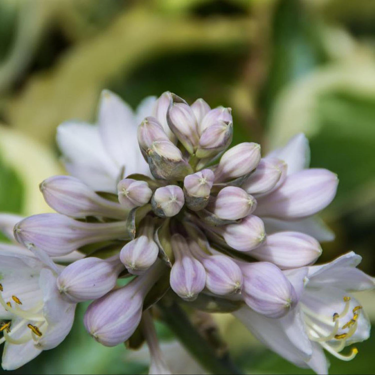 Crin de Toamna (Hosta) Brim Cup - VERDENA-livrat in ghiveci de 1.1 l