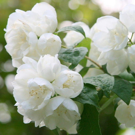 Iasomie de gradina (Virginal Philadelphus), flori albe duble parfumate , arbust decorativ, rezistent la ger