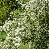 Iasomie de gradina (Virginal Philadelphus), flori albe duble parfumate , arbust decorativ, rezistent la ger
