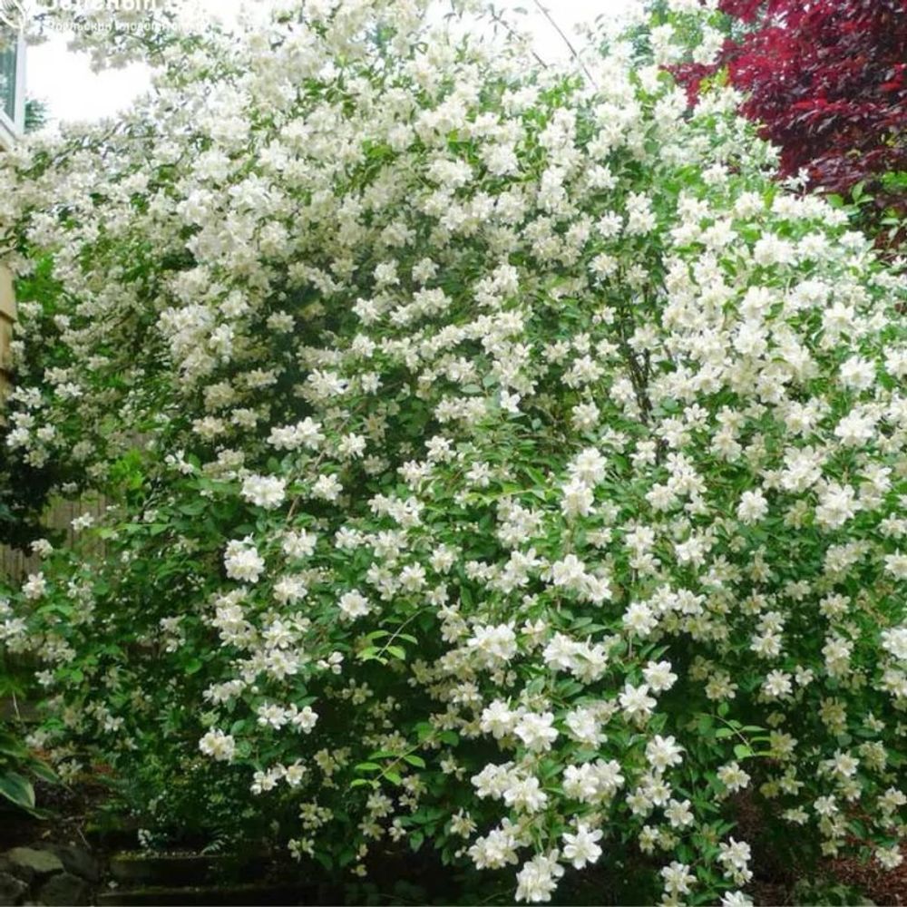 Iasomie de gradina (Virginal Philadelphus), flori albe duble parfumate , arbust decorativ, rezistent la ger