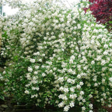 Iasomie de gradina (Virginal Philadelphus), flori albe duble parfumate , arbust decorativ, rezistent la ger