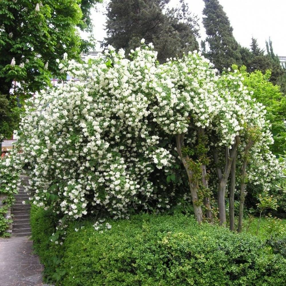 Iasomie de gradina (Virginal Philadelphus), flori albe duble parfumate , arbust decorativ, rezistent la ger