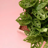 Planta de interior Monstera Obliqua, 160 cm, specie rara cu frunze perforate, aspect exotic si elegant, pe suport