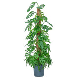 Planta de interior Monstera Obliqua, 160 cm, specie rara cu frunze perforate, aspect exotic si elegant, pe suport